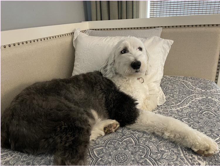 My dog, London, laying on a bed.